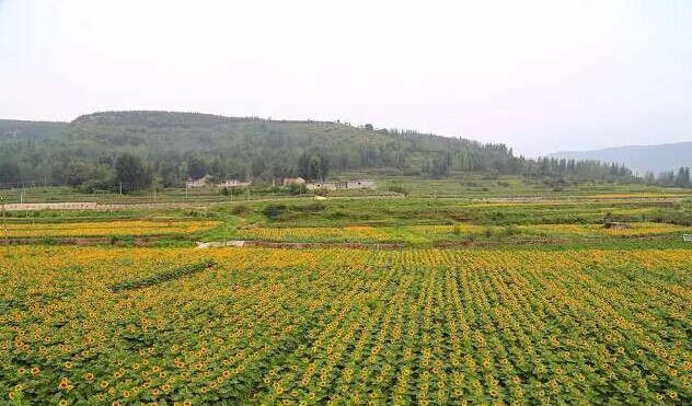 费县许家崖1200亩向日葵美丽盛开
